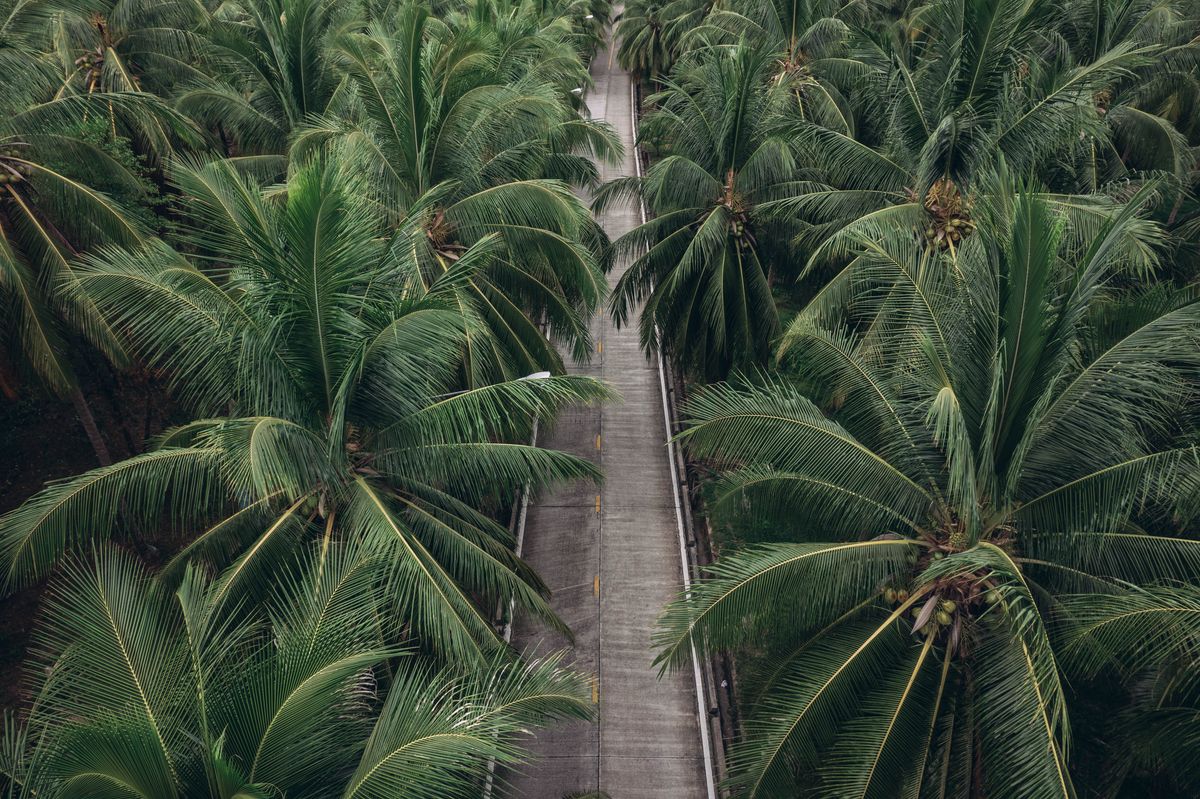 A drone photo of a road between a jungle full of palm trees on Koh Phangan.